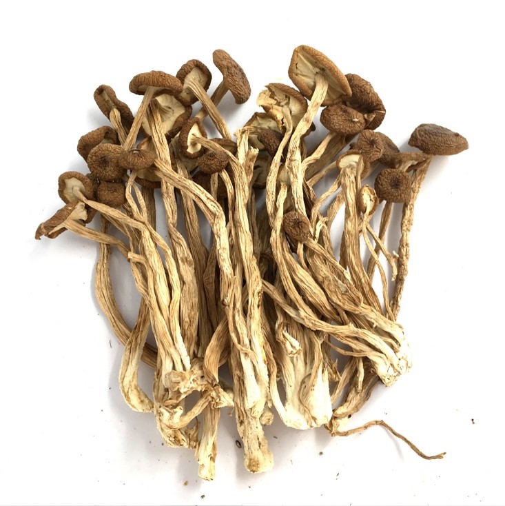 Dried tea tree mushroom.jpg